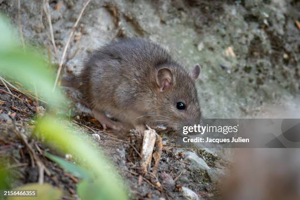 Field Rats 690 Field Mouse Stock Photos, High-Res Pictures, and Images - Getty Images