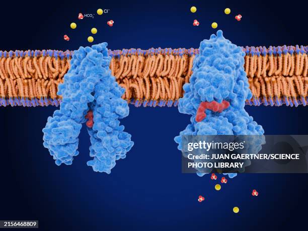 cftr proteins on lung membrane, illustration - mukoviszidose stock-grafiken, -clipart, -cartoons und -symbole