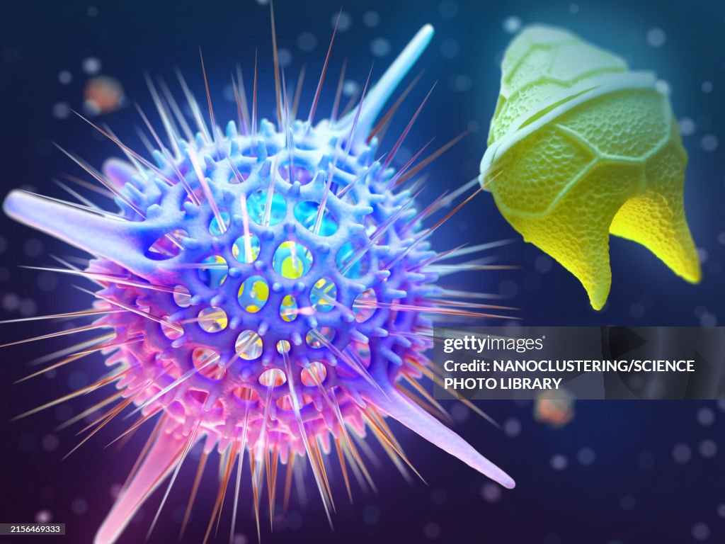 Radiolarians and dinoflagellates symbiosis, illustration