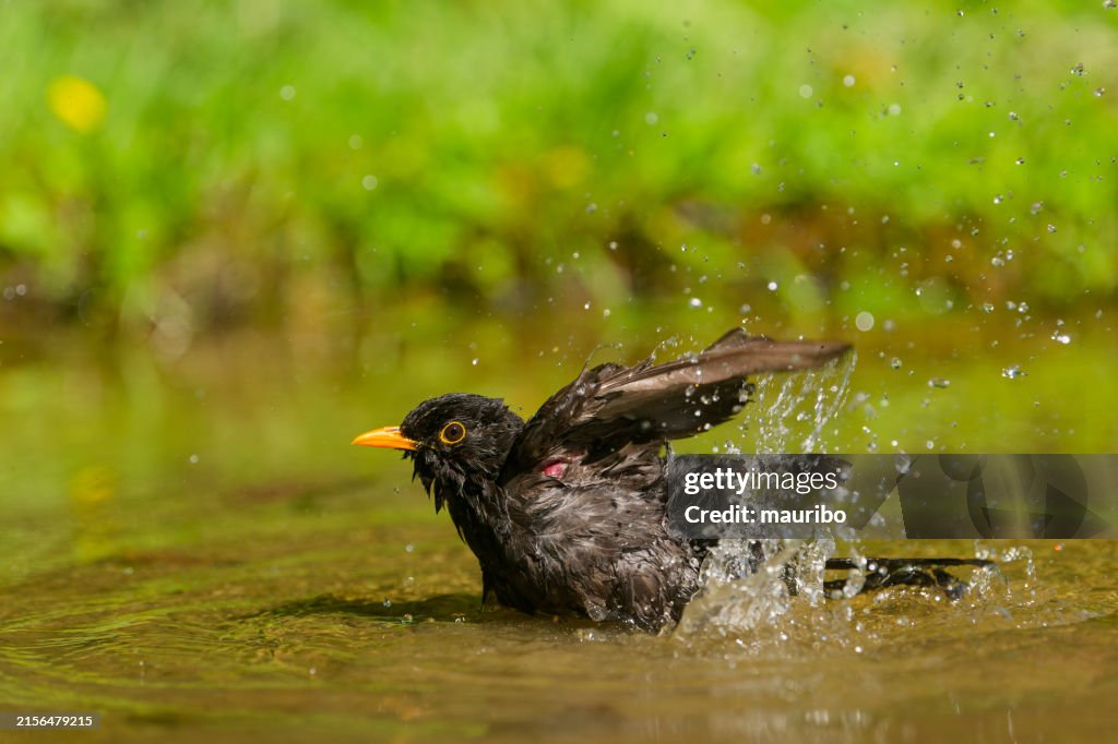 Male blackbird bathing