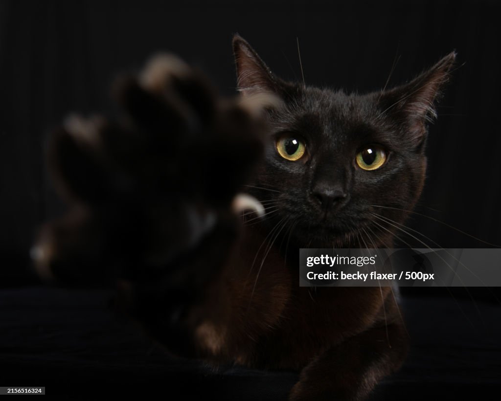 Close-up portrait of cat,Savannah,Georgia