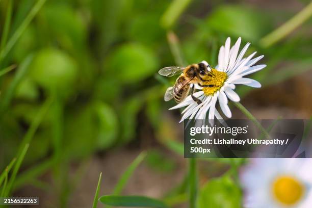 close-up of bee on flower,netherlands - daisy holland stock pictures, royalty-free photos & images