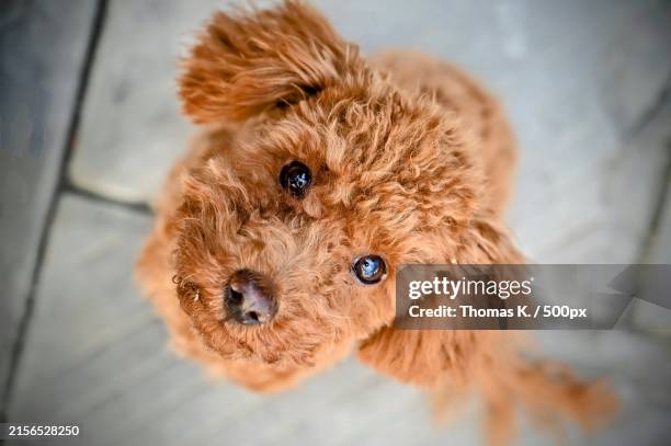 close-up portrait of toy poodle - toy poodle stock pictures, royalty-free photos & images