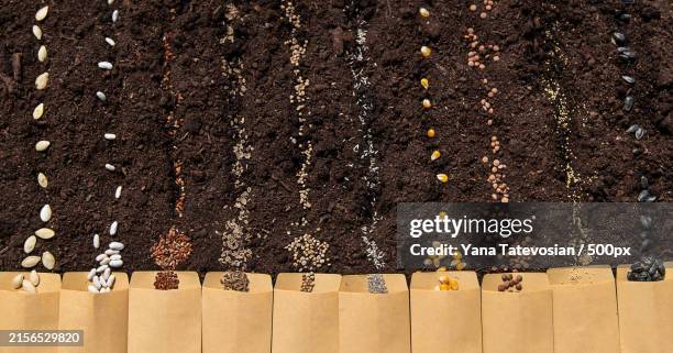 high angle view of christmas decoration - dirty lettuce stock pictures, royalty-free photos & images