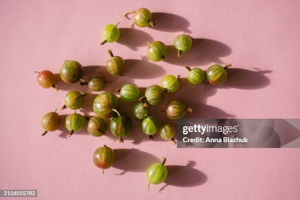 gooseberry fruits on pink background - stachelbeere stock-fotos und bilder