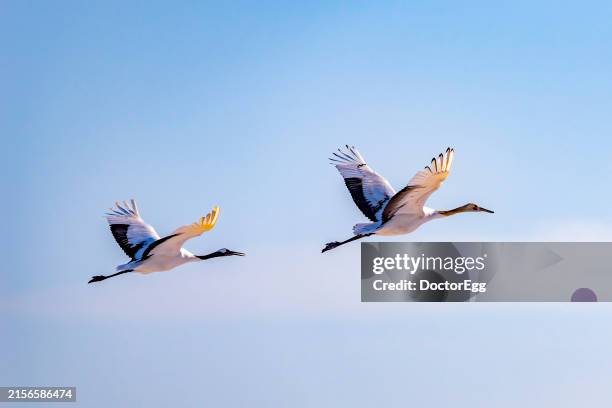 two japanese red crowned cranes flying at kushiro, hokkaido, japan - flying egg stock pictures, royalty-free photos & images
