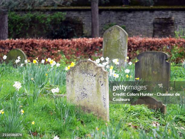 abandoned and unmarked graves, covered by grass and flowers at the brompton cemetery in london, england, united kingdom. sunlight. natural colors. no people. - grafsteen stockfoto's en -beelden