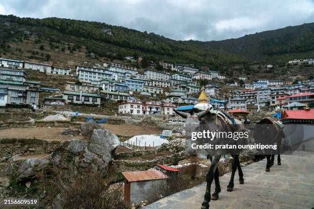 namche bazaar - namche bazaar stock pictures, royalty-free photos & images