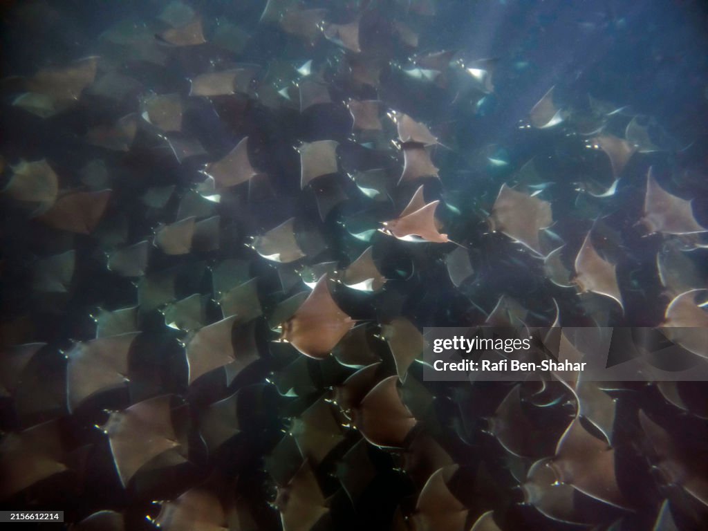 Mobula Ray aggregation