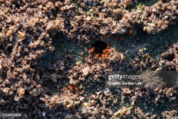 red ant nest - ant close up stock pictures, royalty-free photos & images
