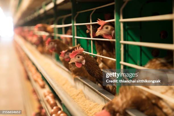 chicken farm,intelligent breeding farm for laying hens. - virus de la grippe aviaire photos et images de collection