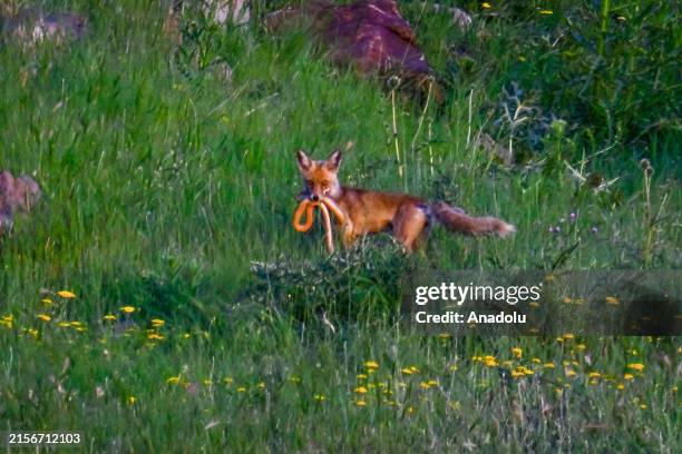 Fox feeds by hunting snake in the rural area of the Tusba district of Van, Turkiye on June 11, 2024.