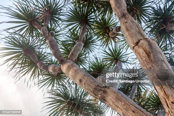 canary islands dragon tree (dracaena draco) - dragon tree stock pictures, royalty-free photos & images