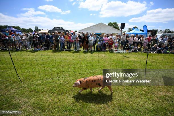 928 Racing Pig Stock Photos, High-Res Pictures, and Images - Getty Images