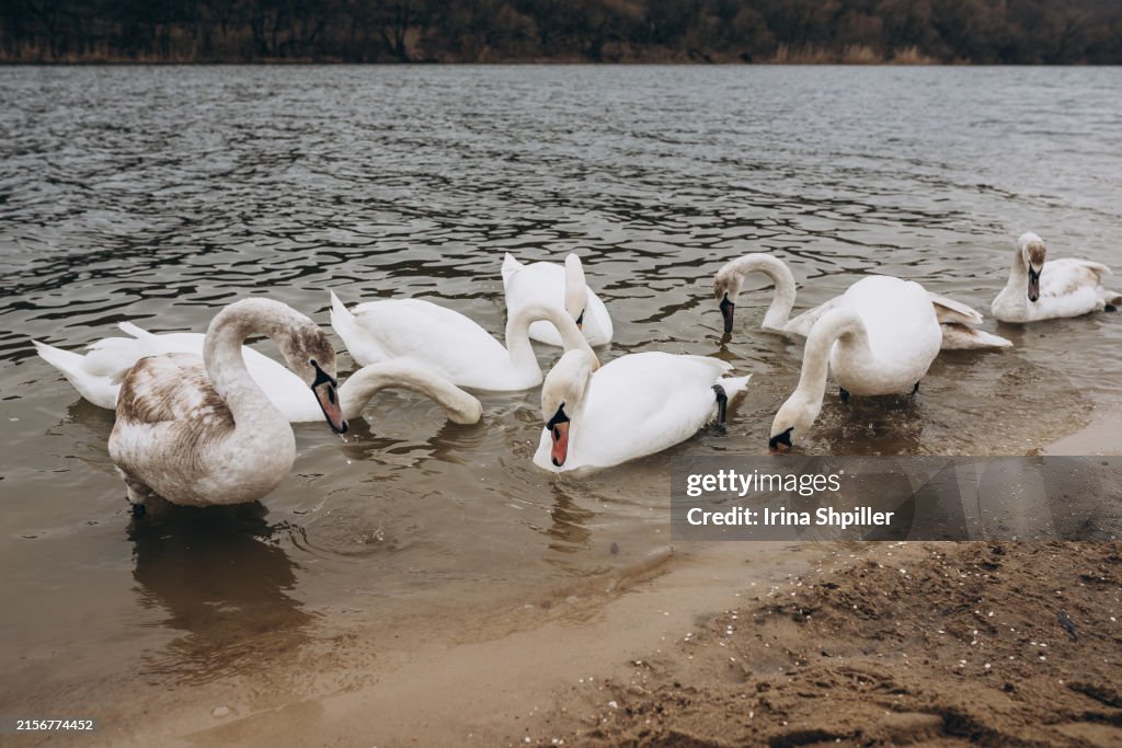 Winter beach with white swans in the river.