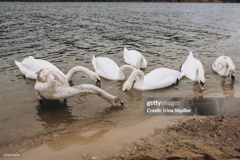 Winter beach with white swans in the river.