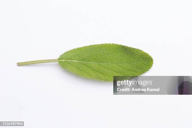 fresh sage leaf - salie stockfoto's en -beelden