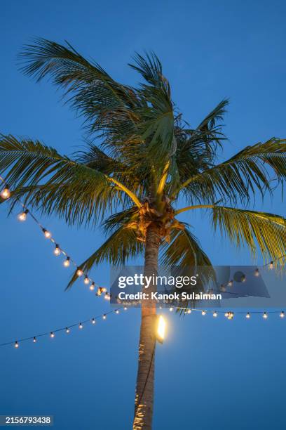 decorative lights on coconut trees - palm-tree-lighting stock pictures, royalty-free photos & images