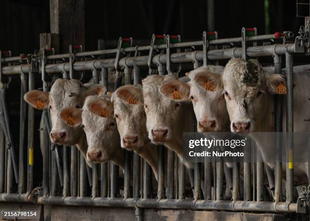 Herd of cows housed inside a barn in Hottot-les-Bagues, Normandy, France, on June 13 .
