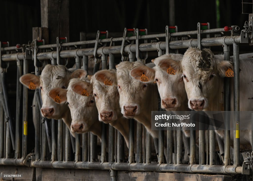 Daily Life In Calvados