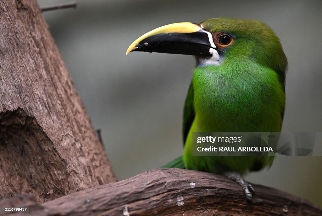 COLOMBIA-ANIMAL-ILLEGAL TRAFFIC-FOUNDATION