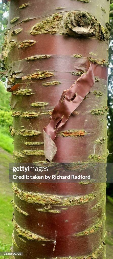 Bark of a Tibetan Cherry Tree