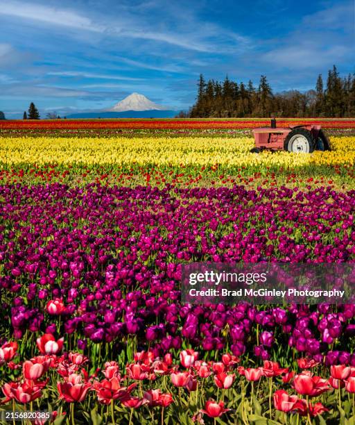 colorful tool farm and mount hood - orange tulips field stock pictures, royalty-free photos & images
