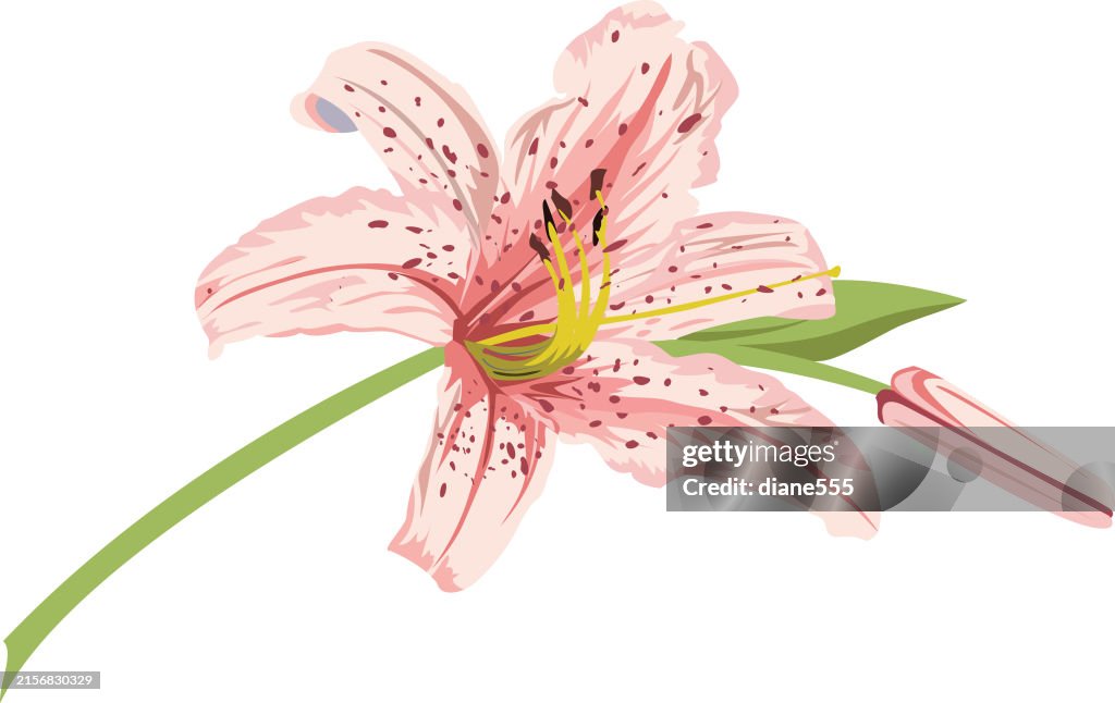 Pink Lily On A Transparent Background