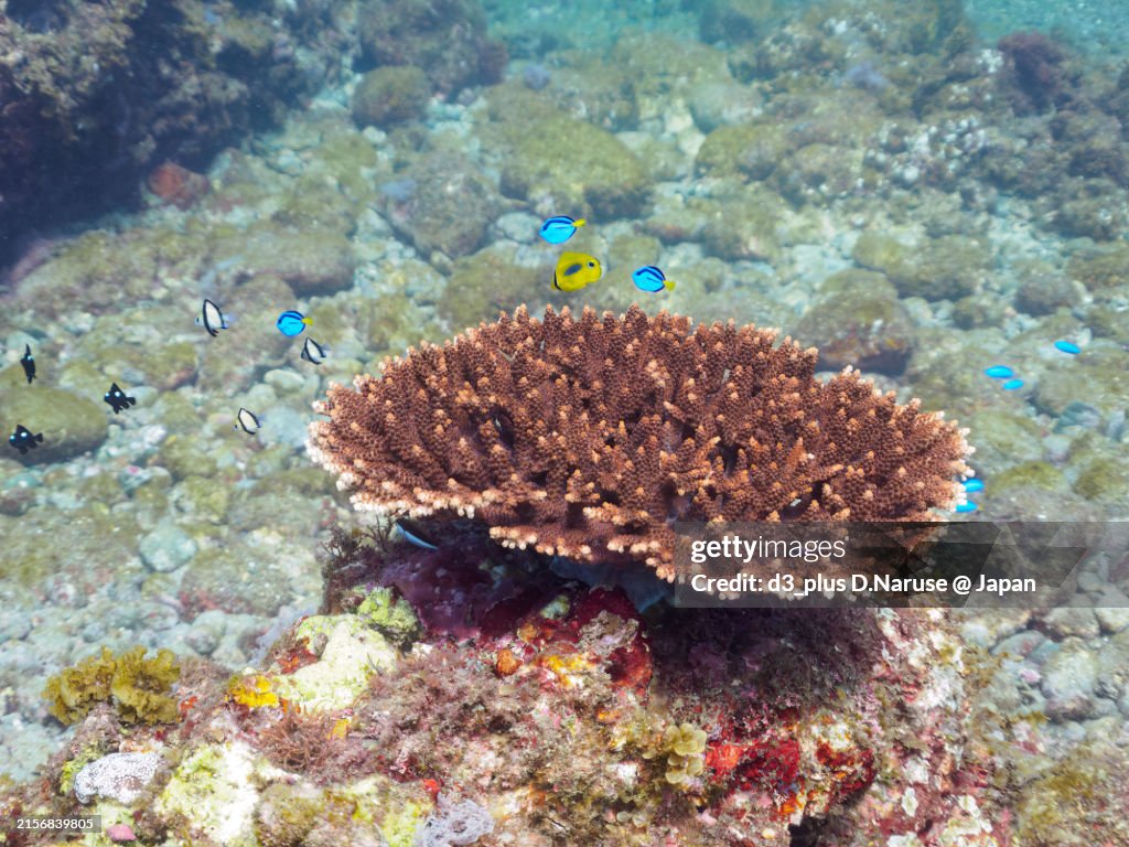 Beautiful table corals and a school of lovely juvenile Palette surgeonfish (Fragtail surgeonfish), Reticulated Dascyllus (Dascyllus reticulatus), Threespot dascyllus (Dascyllus trimaculatus), Blueblotch Butteflyfish (Chaetodon plebeius) and others.