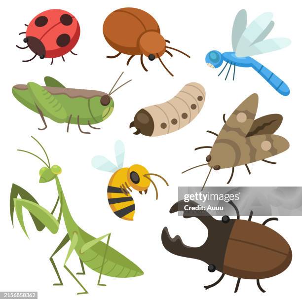 ilustrações de stock, clip art, desenhos animados e ícones de set of insect flat design - inseto