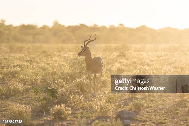 namibia, wüste, afrika, impala - kalahari stockfoto's en -beelden