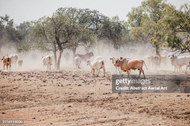 herd of cattle in the australian outback, northern territory, australia - beef cattle stock pictures, royalty-free photos & images