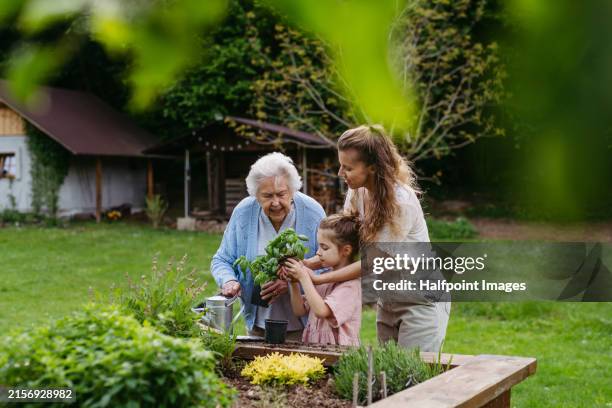 grandmother, mother and cute granddaughter working together in garden, planting herbs in raised beds, shovelling soil. three-generational family spending time outdoors together. - granddaughter stock pictures, royalty-free photos & images