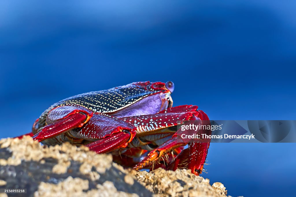 Grapsus Grapsus