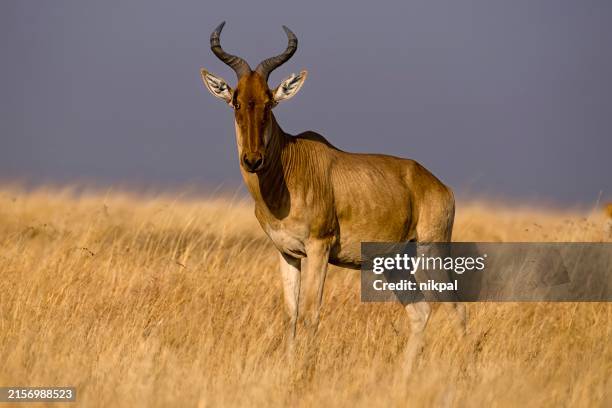 an hartebeest in the serengeti plain with wonderful landscape - tanzania - hartebeestes stock pictures, royalty-free photos & images