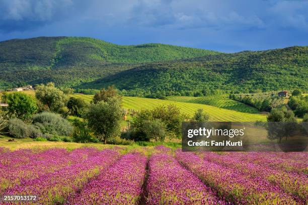 beautiful lavender fields in tuscany - dramatic landscape stock pictures, royalty-free photos & images