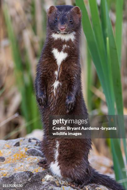 Maple Ridge Minks 4,520 Picture Of A Mink Stock Photos, High-Res Pictures, and Images ...