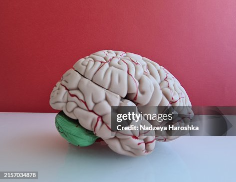 Plastic Human Brain Model on White Surface With Red Background Plastic Human Brain Model on White Surface With Red Background