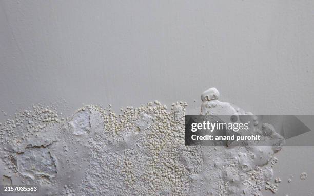 water leakage problem - fungal mold stock pictures, royalty-free photos & images