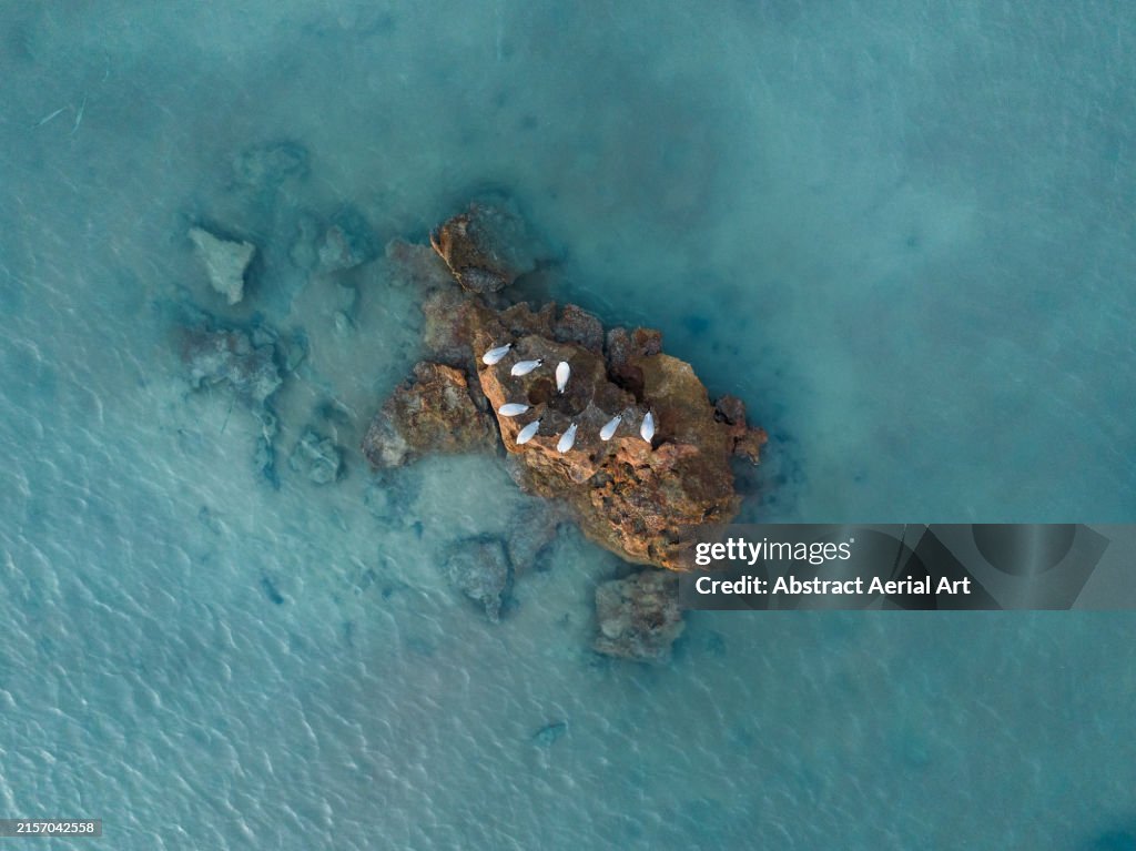 Flock of seagulls resting on a rocky island in Roebuck Bay shot from directly above, Broome, Western Australia, Australia