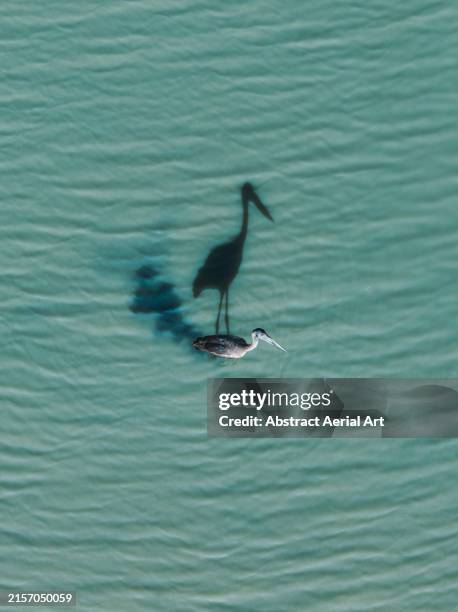 drone shot directly above a black-necked stork wading through the mary river on a sunny day, northern territory, australia - étendue sauvage état sauvage photos et images de collection
