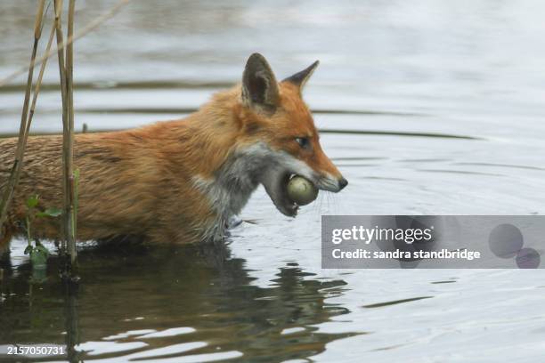 Fox Reed 136 Fox Nest Stock Photos, High-Res Pictures, and Images - Getty Images