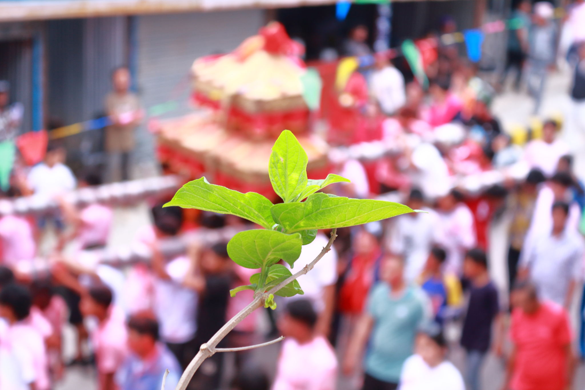 jeshwang festival