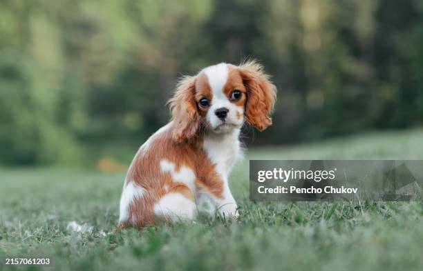 portrait of king charles spaniel puppy on a field - spaniel stock pictures, royalty-free photos & images