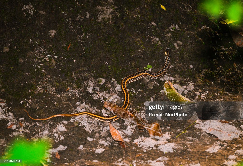 Buff-striped Keelback - Animal India