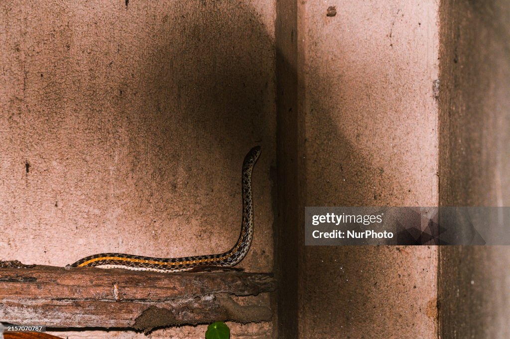 Buff-striped Keelback - Animal India