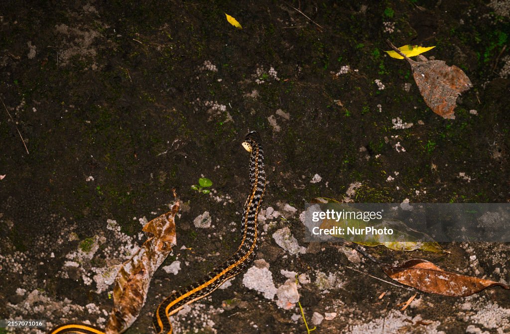 Buff-striped Keelback - Animal India