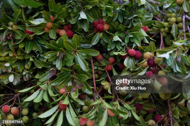 bayberry trees in the flower market - pacific madrone tree stock pictures, royalty-free photos & images