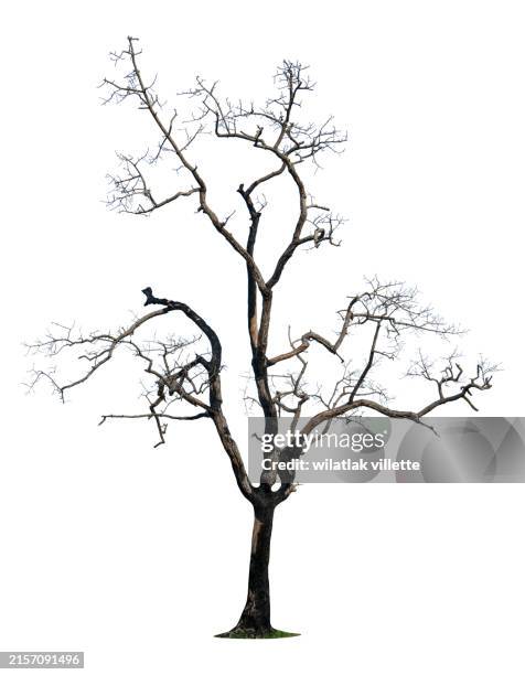 dead tree isolated on a white background - kale boom stockfoto's en -beelden