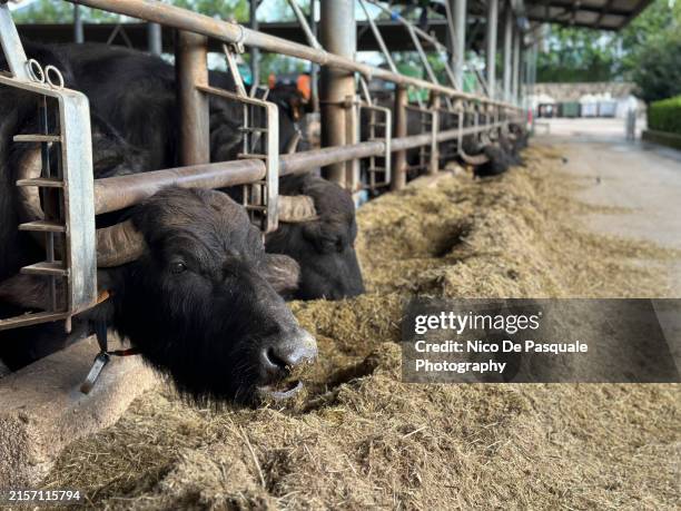 buffaloes feeding in a farm, agropoli, salerno - bufalo indiano foto e immagini stock